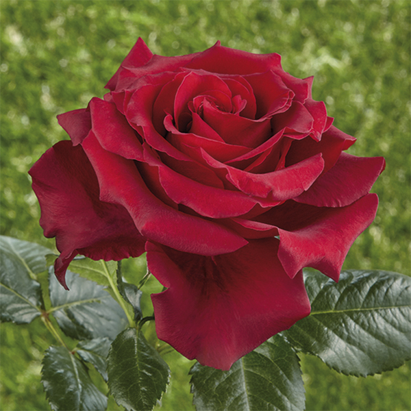 Teehybridiruusut